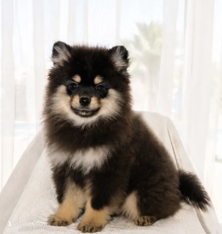 Bean – Pomeranian puppy for sale in Lake Havasu City, AZ