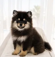 Bean, a male Pomeranian for sale in Lake Havasu City, AZ – 1 of 4