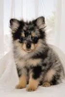 Tiny Merla, a female Pomeranian for sale in Lake Havasu City, AZ – 1 of 4