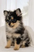 Tiny Merla, a female Pomeranian for sale in Lake Havasu City, AZ – 2 of 4