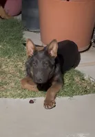 Silver , a male German Shepherd Dog for sale in Lake Havasu City, AZ – 2 of 4