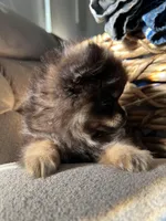 Dona, a female Pomeranian for sale in Lake Havasu City, AZ – Photo 3 of 5