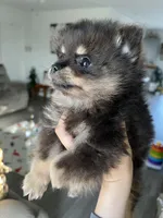 Dona, a female Pomeranian for sale in Lake Havasu City, AZ – Photo 4 of 5