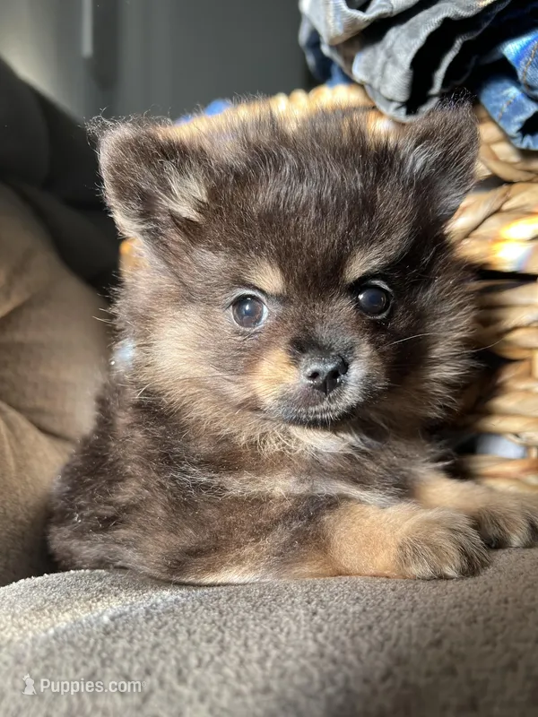 Dona – Pomeranian puppy for sale in Lake Havasu City, AZ