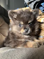 Dona, a female Pomeranian for sale in Lake Havasu City, AZ – Photo 1 of 5