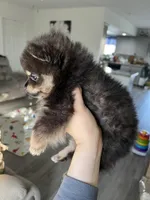 Dona, a female Pomeranian for sale in Lake Havasu City, AZ – Photo 2 of 5