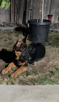 Bear, a male German Shepherd Dog for sale in Lake Havasu City, AZ – 2 of 4