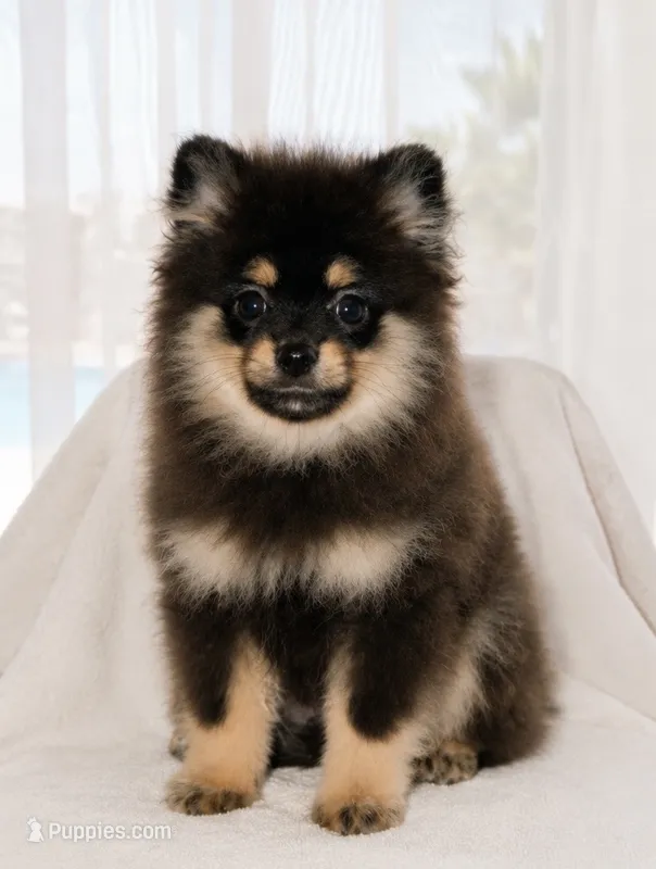 Dona – Pomeranian puppy on hold in Lake Havasu City, AZ