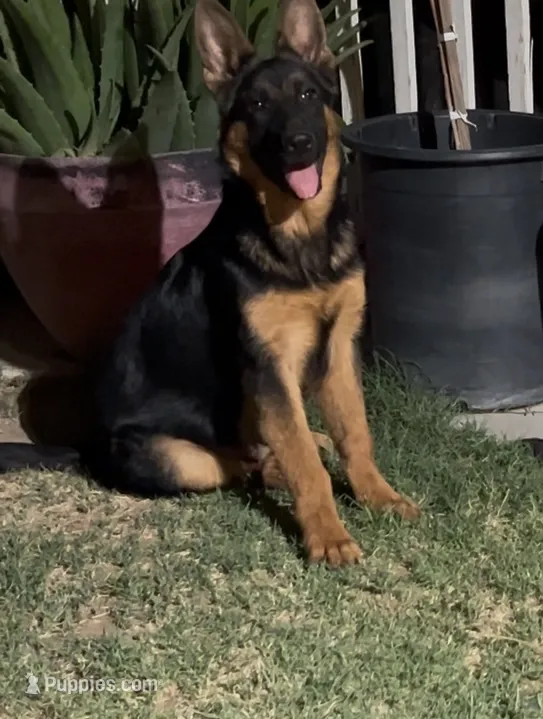 Bear – German Shepherd Dog puppy for sale in Lake Havasu City, AZ
