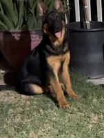 Bear, a male German Shepherd Dog for sale in Lake Havasu City, AZ – 1 of 4