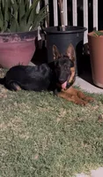 Bear, a male German Shepherd Dog for sale in Lake Havasu City, AZ – 3 of 4