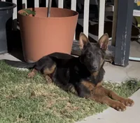 Silver , a male German Shepherd Dog for sale in Lake Havasu City, AZ – 4 of 4