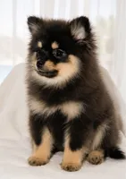Dona, a female Pomeranian for sale in Lake Havasu City, AZ – 2 of 4