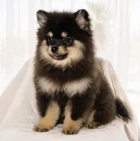 Bean, a male Pomeranian for sale in Lake Havasu City, AZ – 2 of 4