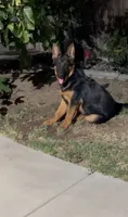Bear, a male German Shepherd Dog for sale in Lake Havasu City, AZ – 4 of 4