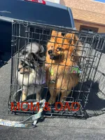 Tiny Merla, a female Pomeranian for sale in Lake Havasu City, AZ – 4 of 4