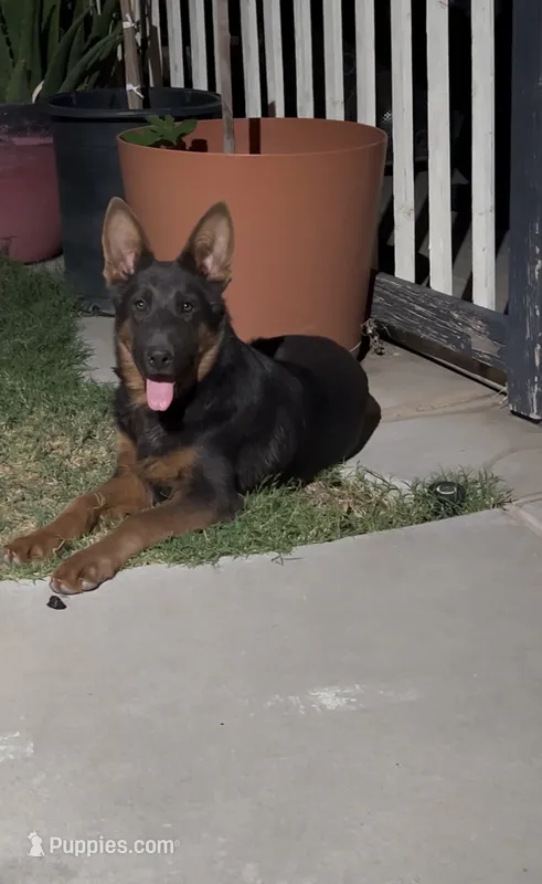 Silver  – German Shepherd Dog puppy for sale in Lake Havasu City, AZ
