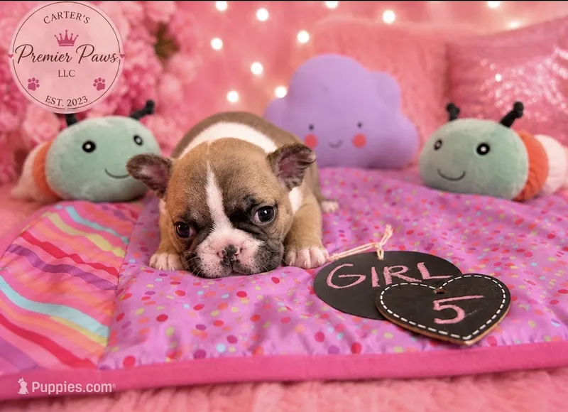 Remi – French Bulldog puppy for sale in Milwaukee, WI