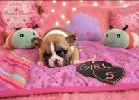 Remi, a female French Bulldog for sale in Milwaukee, WI – 1 of 2