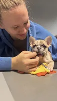 Lovely, a female French Bulldog for sale in Milwaukee, WI – 6 of 8