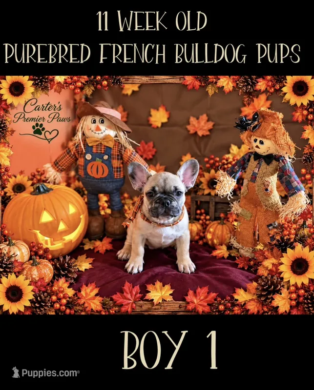 Big Papa – French Bulldog puppy for sale in Milwaukee, WI