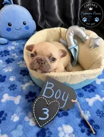 Butter Ball, a male French Bulldog for sale in Milwaukee, WI – 3 of 3