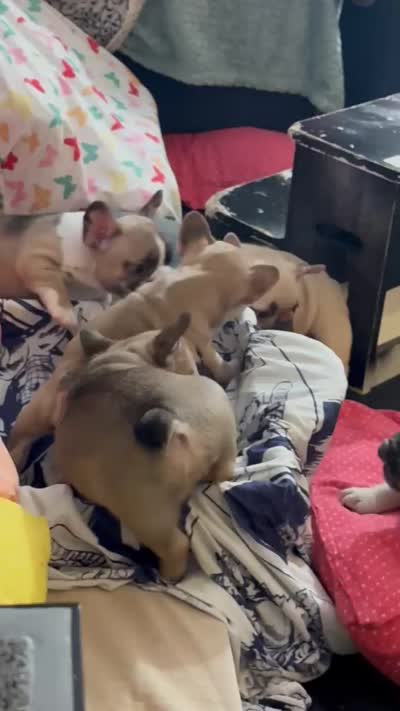 Nova, a female French Bulldog for sale in Milwaukee, WI – 9 of 10
