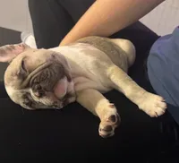 Lovely, a female French Bulldog for sale in Milwaukee, WI – 4 of 8