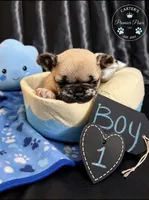 Big Papa, a male French Bulldog for sale in Milwaukee, WI – 2 of 2