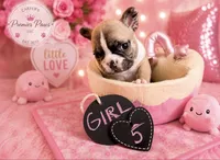 Remi, a female French Bulldog for sale in Milwaukee, WI – 2 of 2