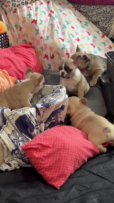 Nova, a female French Bulldog for sale in Milwaukee, WI – 10 of 10
