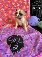 Daisy, a female French Bulldog for sale in Milwaukee, WI – 2 of 3