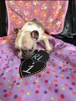 Marly, a female French Bulldog for sale in Milwaukee, WI – 3 of 3