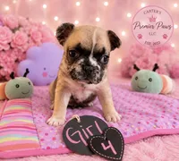 Nova, a female French Bulldog for sale in Milwaukee, WI – 2 of 2