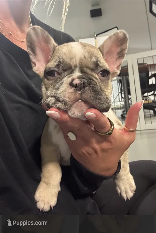 Daisy – French Bulldog puppy for sale in Milwaukee, WI