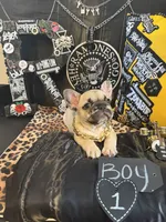 Big Papa, a male French Bulldog for sale in Milwaukee, WI – 5 of 10