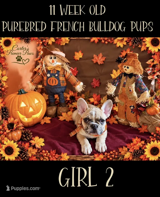 Lovely – French Bulldog puppy for sale in Milwaukee, WI