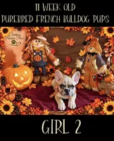Lovely, a female French Bulldog for sale in Milwaukee, WI – 1 of 8