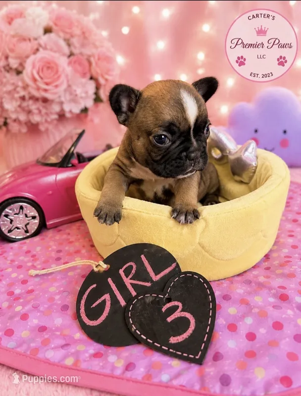 Babii – French Bulldog puppy for sale in Milwaukee, WI