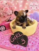 Babii, a female French Bulldog for sale in Milwaukee, WI – 1 of 2