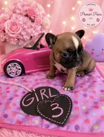 Babii, a female French Bulldog for sale in Milwaukee, WI – 2 of 2