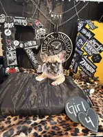 Nova, a female French Bulldog for sale in Milwaukee, WI – 7 of 10