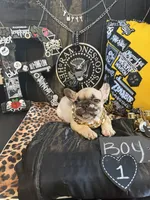 Big Papa, a male French Bulldog for sale in Milwaukee, WI – 4 of 10