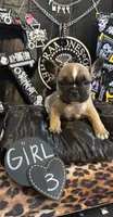 Babii, a female French Bulldog for sale in Milwaukee, WI – 3 of 5