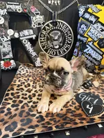 Nova, a female French Bulldog for sale in Milwaukee, WI – 5 of 10