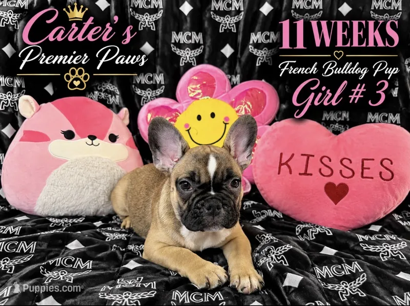 Babii – French Bulldog puppy for sale in Milwaukee, WI