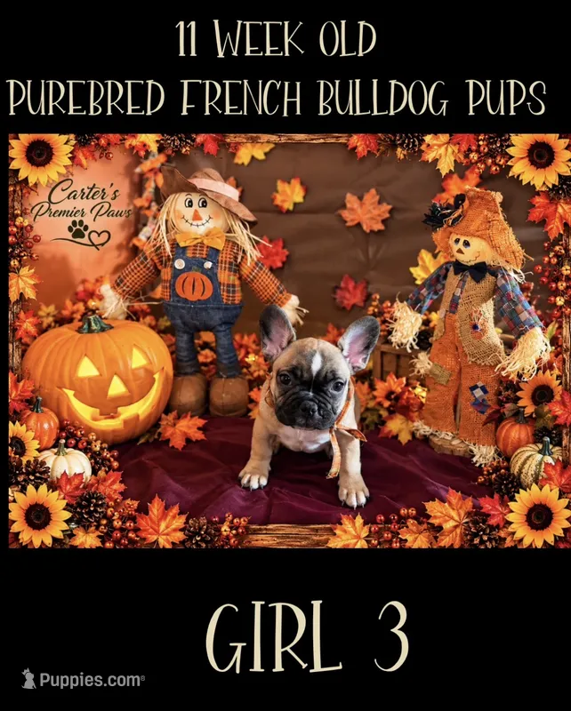 Babii – French Bulldog puppy for sale in Milwaukee, WI