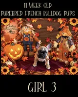 Babii, a female French Bulldog for sale in Milwaukee, WI – 1 of 5