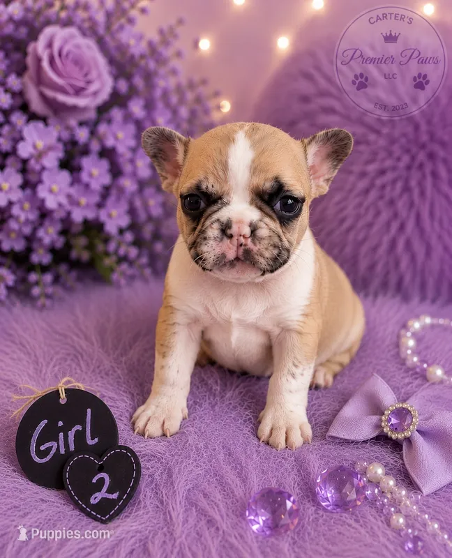Daisy – French Bulldog puppy for sale in Milwaukee, WI