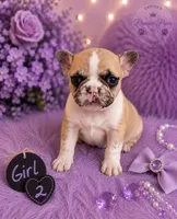 Daisy, a female French Bulldog for sale in Milwaukee, WI – 1 of 3